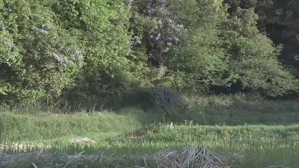 小学校近くでクマ目撃 保護者が付き添って登校 クマの体長は80センチほどか 岐阜･山県市