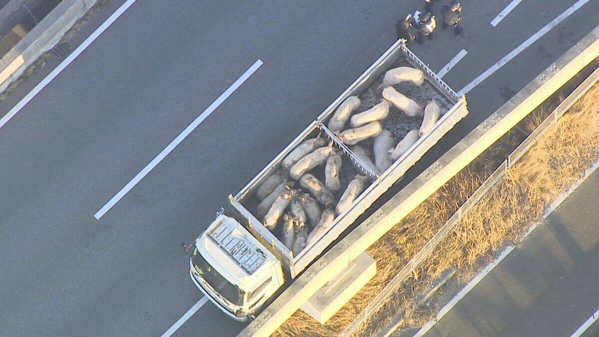 ｢ブタが道路にいる｣ 国道に少なくとも14頭が逃げ出す 一時通行止め  一般道に逃げたブタも… 愛知･西尾市の国道23号