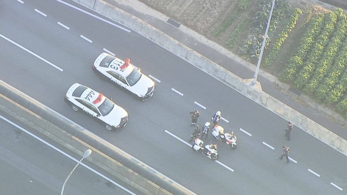 ｢ブタが道路にいる｣ 国道に少なくとも14頭が逃げ出す 一時通行止め  一般道に逃げたブタも… 愛知･西尾市の国道23号