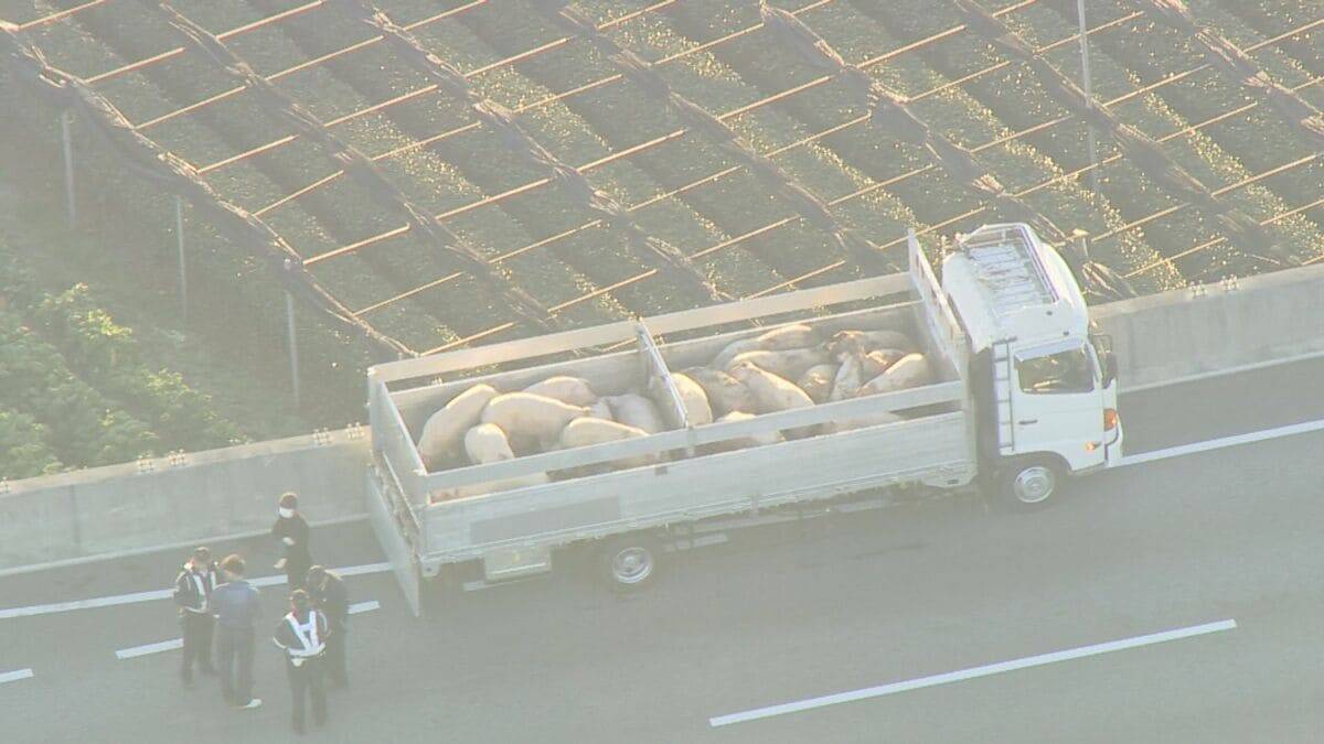 ｢ブタが道路にいる｣ 国道に少なくとも14頭が逃げ出す 一時通行止め  一般道に逃げたブタも… 愛知･西尾市の国道23号