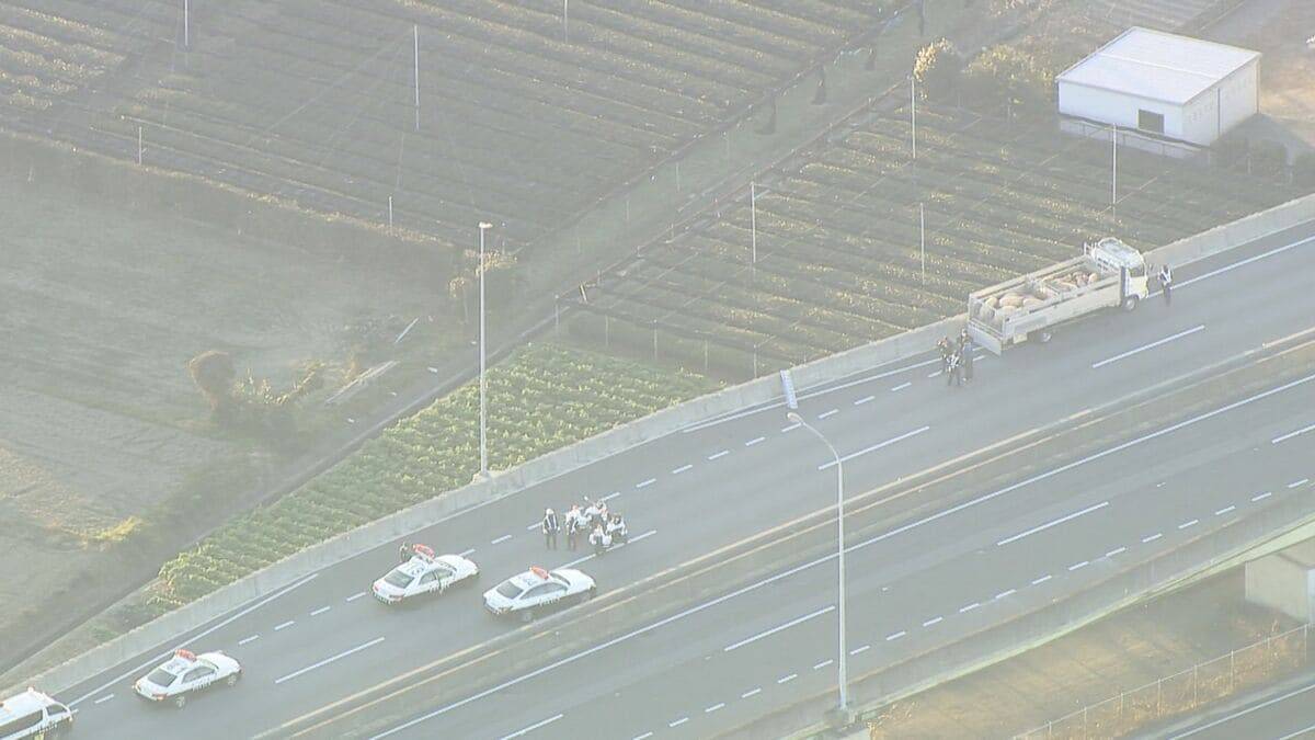 ｢ブタが道路にいる｣ 国道に少なくとも14頭が逃げ出す 一時通行止め  一般道に逃げたブタも… 愛知･西尾市の国道23号