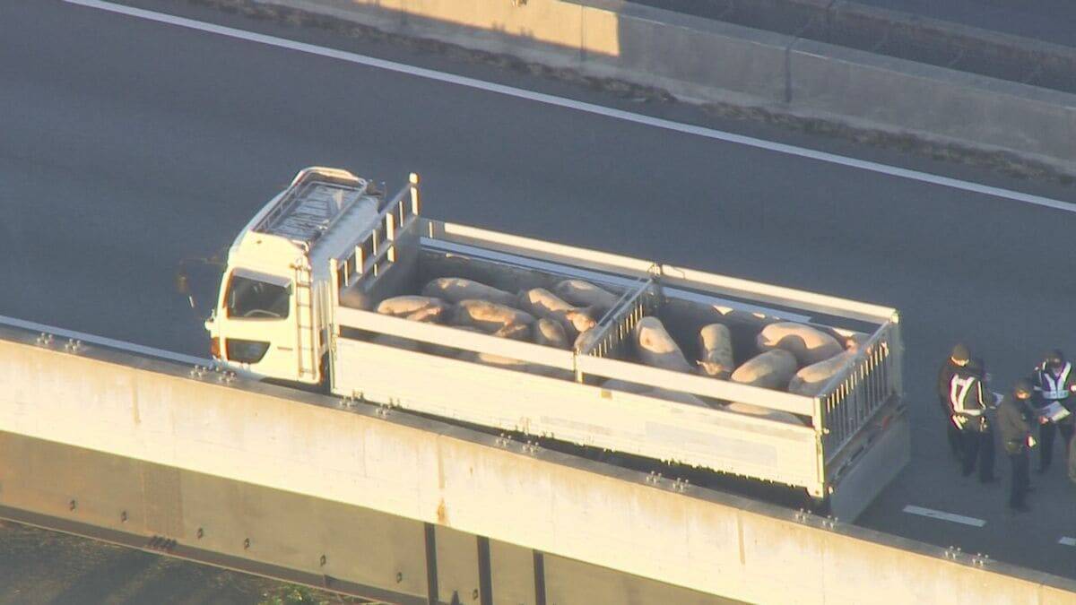 ｢ブタが道路にいる｣ 国道に少なくとも14頭が逃げ出す 一時通行止め  一般道に逃げたブタも… 愛知･西尾市の国道23号