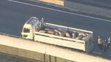「｢ブタが道路にいる｣ 国道に14頭が逃げ出す 一時通行止め 一般道に逃げたブタも… 愛知･西尾市の国道23号」の画像19