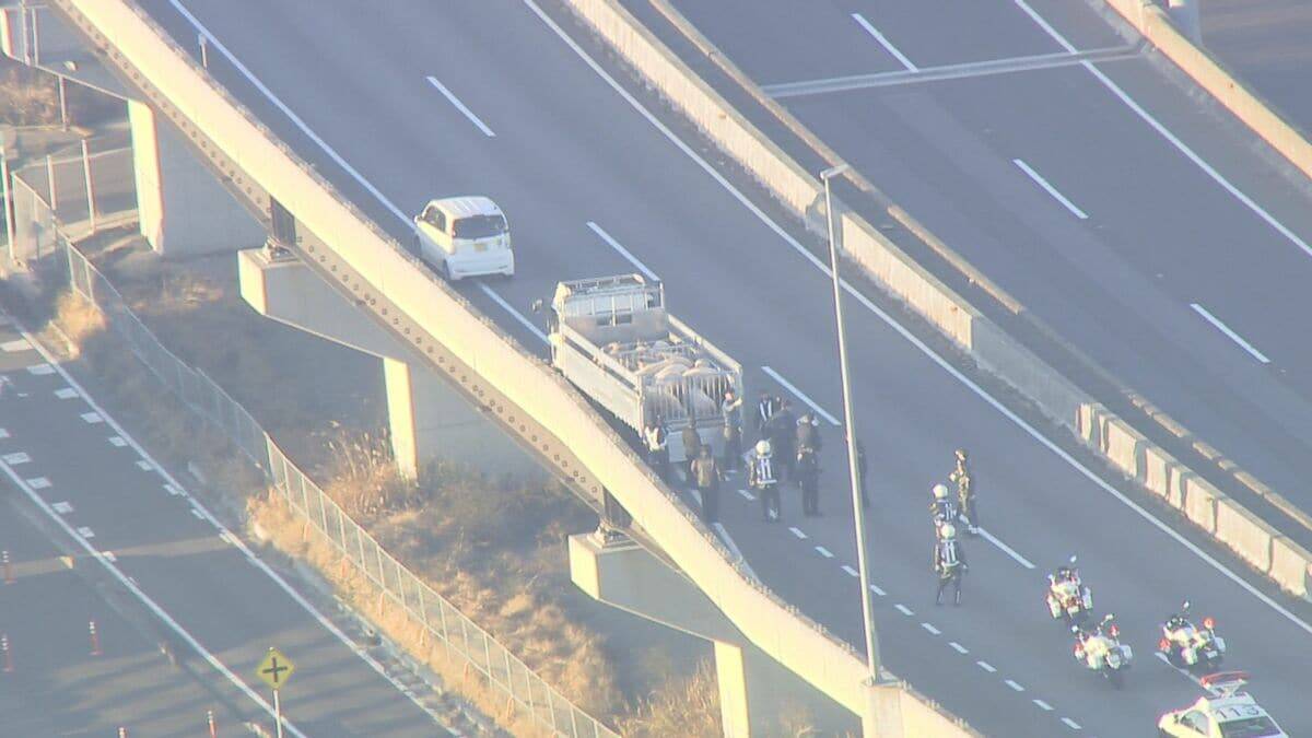｢ブタが道路にいる｣ 国道に少なくとも14頭が逃げ出す 一時通行止め  一般道に逃げたブタも… 愛知･西尾市の国道23号