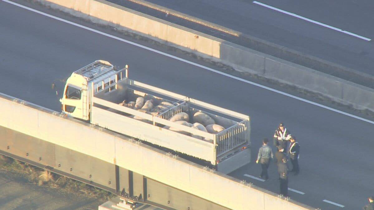 ｢ブタが道路にいる｣ 国道に少なくとも14頭が逃げ出す 一時通行止め  一般道に逃げたブタも… 愛知･西尾市の国道23号