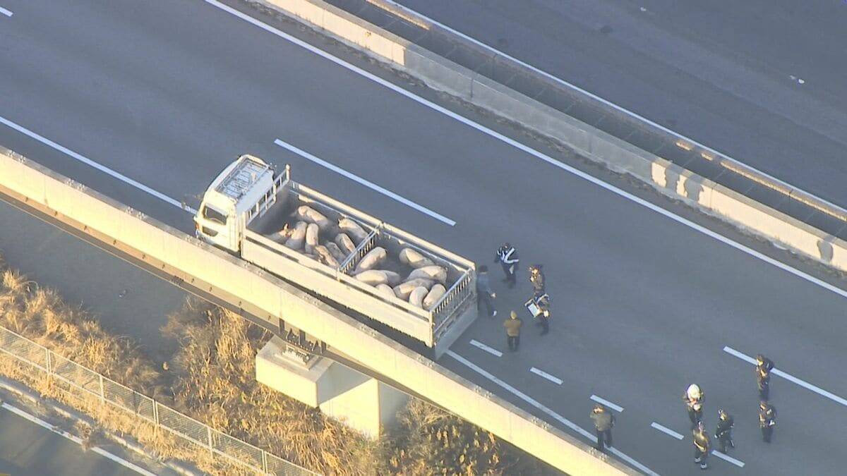 ｢ブタが道路にいる｣ 国道に少なくとも14頭が逃げ出す 一時通行止め  一般道に逃げたブタも… 愛知･西尾市の国道23号