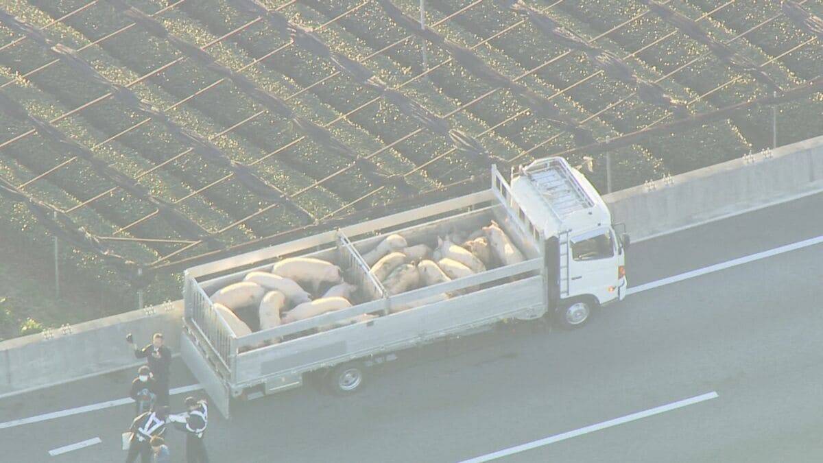 ｢ブタが道路にいる｣ 国道に少なくとも14頭が逃げ出す 一時通行止め  一般道に逃げたブタも… 愛知･西尾市の国道23号