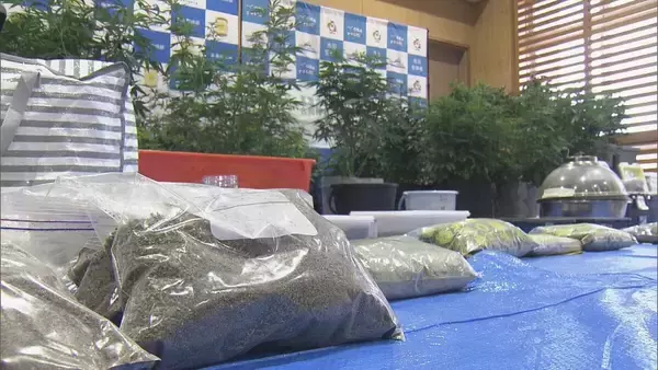 「県内で“過去最大規模”の乾燥大麻を押収 夫婦を逮捕 営利目的で所持していた疑い 大量に売りさばくため栽培か 三重･志摩市」の画像