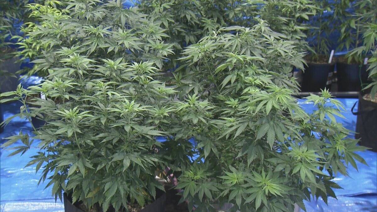 県内で“過去最大規模”の乾燥大麻を押収 夫婦を逮捕 営利目的で所持していた疑い 大量に売りさばくため栽培か 三重･志摩市