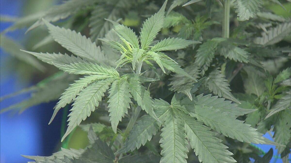 県内で“過去最大規模”の乾燥大麻を押収 夫婦を逮捕 営利目的で所持していた疑い 大量に売りさばくため栽培か 三重･志摩市