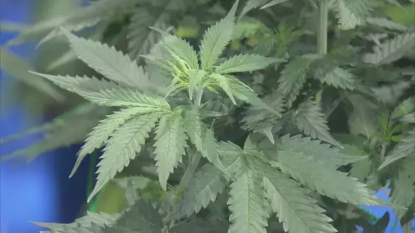 「県内で“過去最大規模”の乾燥大麻を押収 夫婦を逮捕 営利目的で所持していた疑い 大量に売りさばくため栽培か 三重･志摩市」の画像