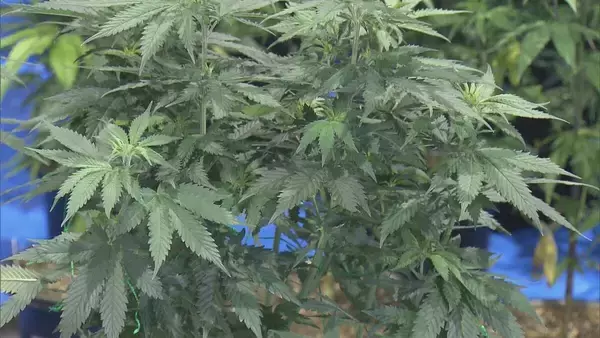 「県内で“過去最大規模”の乾燥大麻を押収 夫婦を逮捕 営利目的で所持していた疑い 大量に売りさばくため栽培か 三重･志摩市」の画像