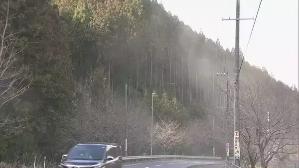「“雨上がりの強風”で東海地方は花粉が大量飛散 スギ林では煙のように舞い上がる…ことしは平年に比べ飛散予測が1.3倍」の画像