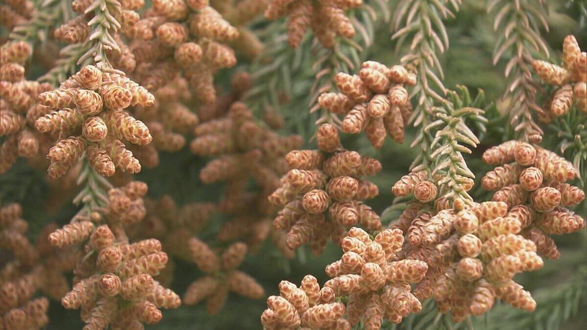 “雨上がりの強風”で東海地方は花粉が大量飛散 スギ林では煙のように舞い上がる…ことしは平年に比べ飛散予測が1.3倍