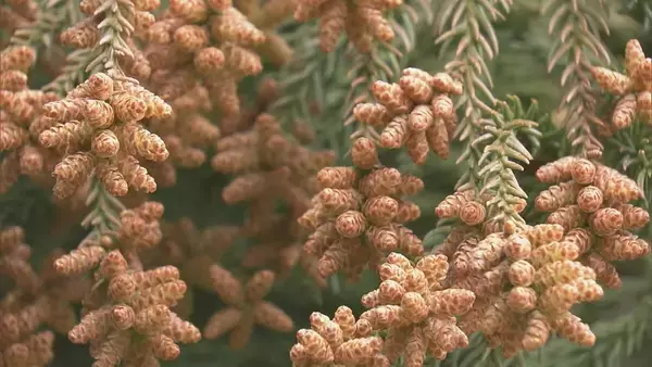 「“雨上がりの強風”で東海地方は花粉が大量飛散 スギ林では煙のように舞い上がる…ことしは平年に比べ飛散予測が1.3倍」の画像