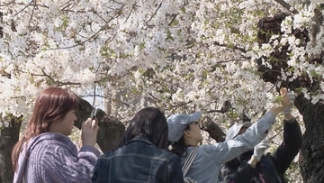 桜満開の名古屋･鶴舞公園 平日も花見客で大にぎわい 県外や海外から訪れた人も…｢すごく素敵、来て良かった｣ 名古屋･昭和区