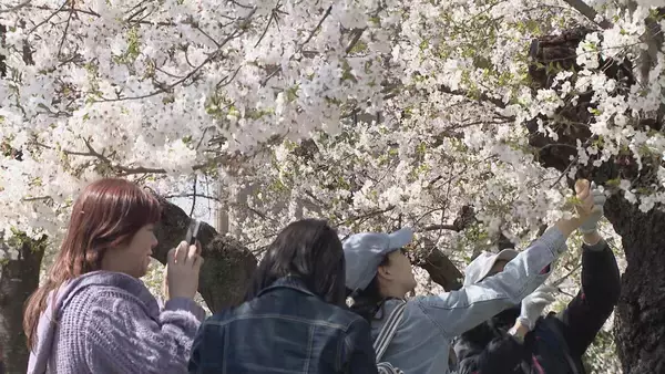 桜満開の名古屋･鶴舞公園 平日も花見客で大にぎわい 県外や海外から訪れた人も…｢すごく素敵、来て良かった｣ 名古屋･昭和区