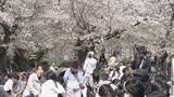 「桜満開の名古屋･鶴舞公園 平日も花見客で大にぎわい 県外や海外から訪れた人も…｢すごく素敵、来て良かった｣ 名古屋･昭和区」の画像2