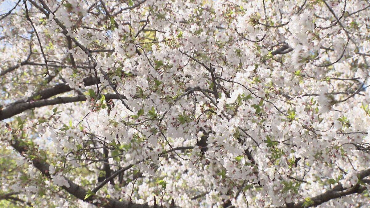 桜満開の名古屋･鶴舞公園 平日も花見客で大にぎわい 県外や海外から訪れた人も…｢すごく素敵、来て良かった｣ 名古屋･昭和区