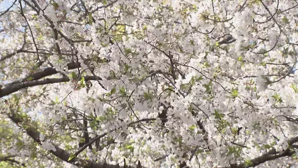 「桜満開の名古屋･鶴舞公園 平日も花見客で大にぎわい 県外や海外から訪れた人も…｢すごく素敵、来て良かった｣ 名古屋･昭和区」の画像