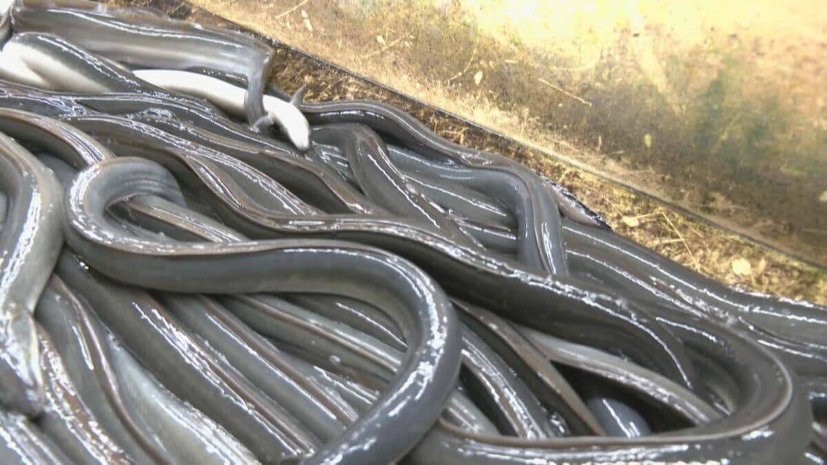 さばくウナギは“1日約60キロ” 土用の丑を前に専門店は大賑わい 焼き場の体感は｢50～60℃くらい｣も暑さ対策は… 三重・津市