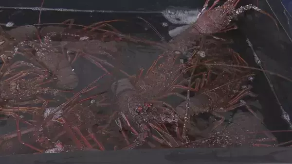 伊勢海老やブリなどが安い！年末きいながしま港市始まる「財布のひもが緩みまくりました」三重・紀北町 紀伊長島