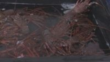 伊勢海老やブリなどが安い！年末きいながしま港市始まる「財布のひもが緩みまくりました」三重・紀北町 紀伊長島