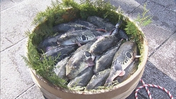 2月9日は“フグの日” 三重･志摩市の安乗漁港で水揚げされた｢トラフグ｣を伊勢神宮に奉納 大漁と海の安全祈願