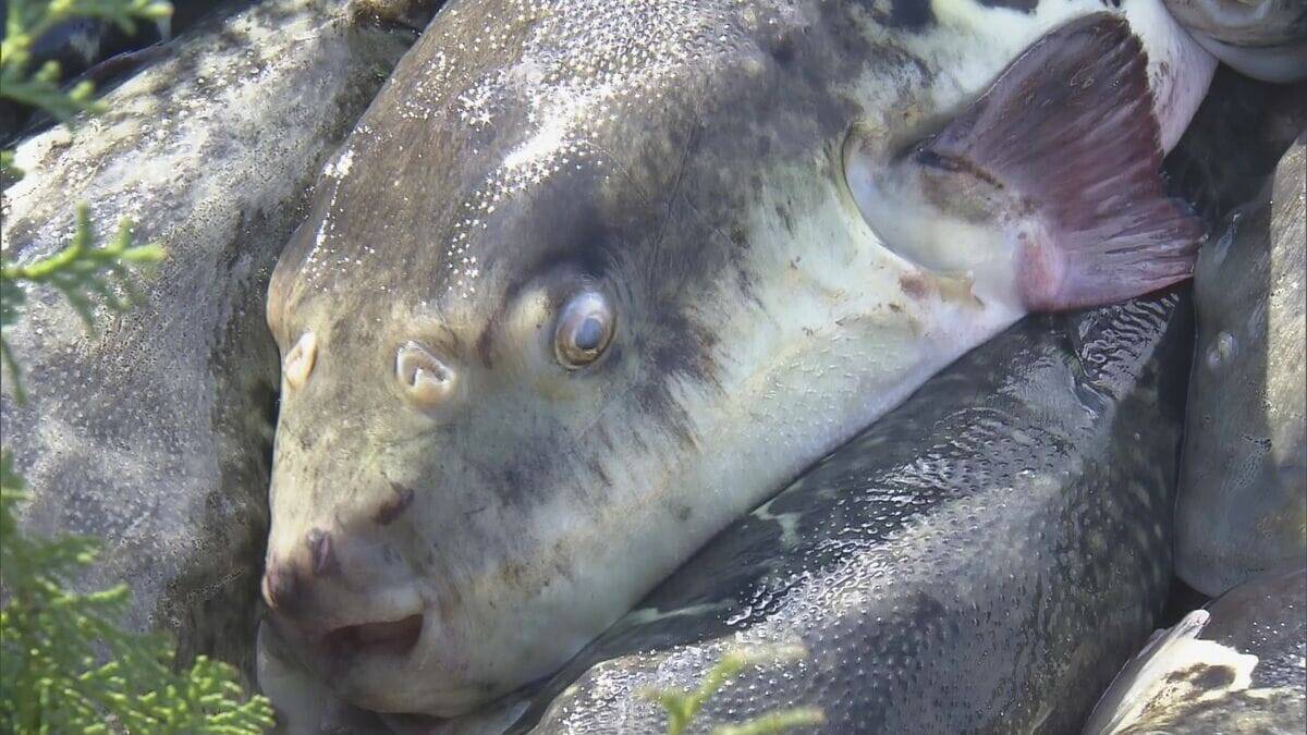 2月9日は“フグの日” 三重･志摩市の安乗漁港で水揚げされた｢トラフグ｣を伊勢神宮に奉納 大漁と海の安全祈願