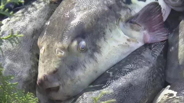 「2月9日は“フグの日” 三重･志摩市の安乗漁港で水揚げされた｢トラフグ｣を伊勢神宮に奉納 大漁と海の安全祈願」の画像