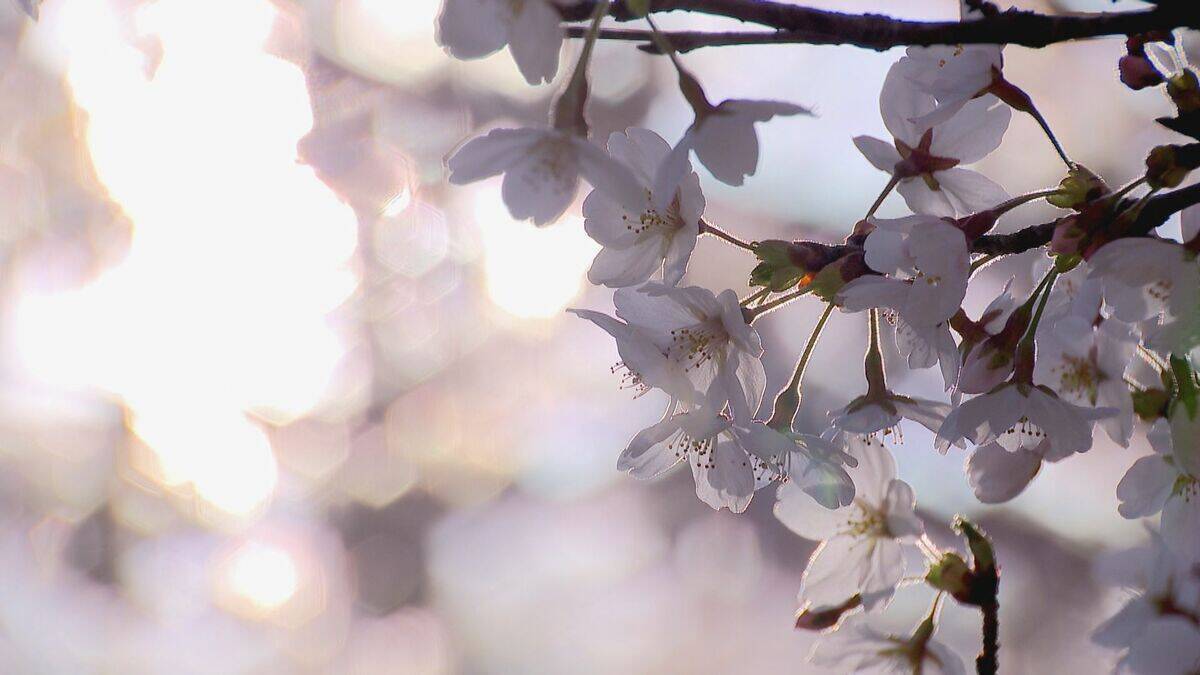 250ｍ続く“桜のトンネル”駅の食堂から眺める春限定の絶景 ｢特等席、ずっと大切にして｣ 長良川鉄道･北の終着駅 岐阜
