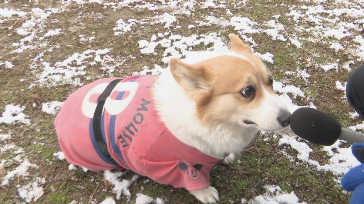スリップ事故相次ぐ… 名古屋で今季初の積雪 岐阜･高山市では最大20センチ 白川村では61センチの積雪 “今季最強寒波”襲来