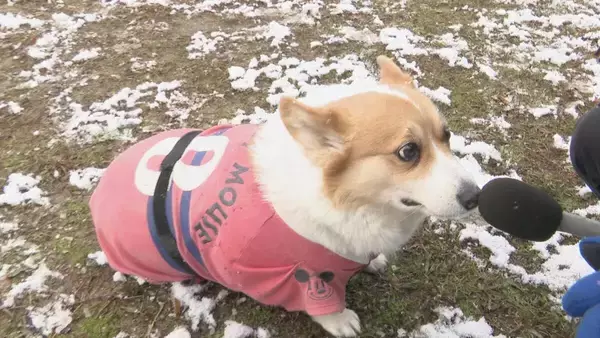 「スリップ事故相次ぐ… 名古屋で今季初の積雪 岐阜･高山市では最大20センチ 白川村では61センチの積雪 “今季最強寒波”襲来」の画像