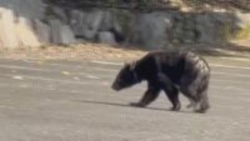 岐阜･大野町でクマ１頭を駆除  寺に現れたクマと同一個体か 町は｢なるべく1人ではなく複数人で行動してほしい｣と呼び掛け