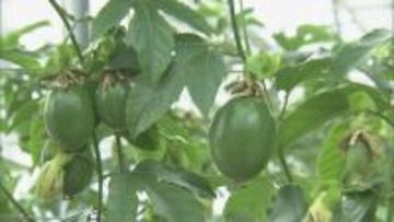 温暖化加速で｢ミカン｣→｢パッションフルーツ｣栽培 でも…花咲く最適温度は25℃ 亜熱帯の果物でも耐えられない程の気温上昇… 更なる対策は？