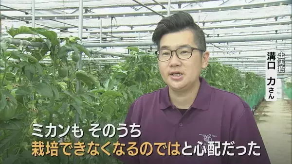「温暖化加速で｢ミカン｣→｢パッションフルーツ｣栽培 でも…花咲く最適温度は25℃ 亜熱帯の果物でも耐えられない程の気温上昇… 更なる対策は？」の画像