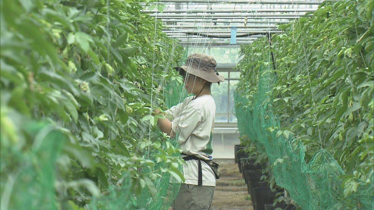 温暖化加速で｢ミカン｣→｢パッションフルーツ｣栽培 でも…花咲く最適温度は25℃ 亜熱帯の果物でも耐えられない程の気温上昇… 更なる対策は？