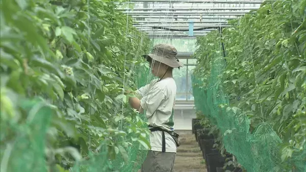 「温暖化加速で｢ミカン｣→｢パッションフルーツ｣栽培 でも…花咲く最適温度は25℃ 亜熱帯の果物でも耐えられない程の気温上昇… 更なる対策は？」の画像