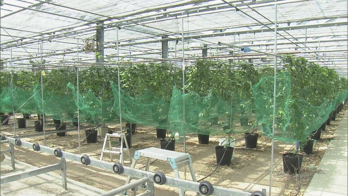 温暖化加速で｢ミカン｣→｢パッションフルーツ｣栽培 でも…花咲く最適温度は25℃ 亜熱帯の果物でも耐えられない程の気温上昇… 更なる対策は？