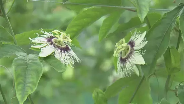 「温暖化加速で｢ミカン｣→｢パッションフルーツ｣栽培 でも…花咲く最適温度は25℃ 亜熱帯の果物でも耐えられない程の気温上昇… 更なる対策は？」の画像