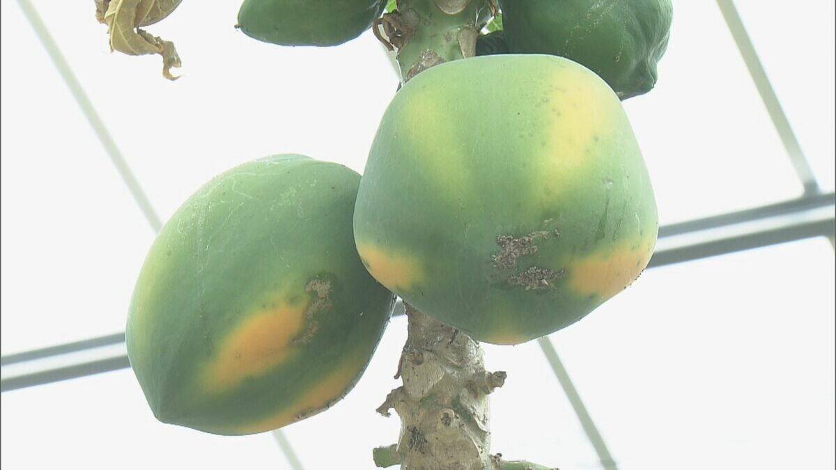 温暖化加速で｢ミカン｣→｢パッションフルーツ｣栽培 でも…花咲く最適温度は25℃ 亜熱帯の果物でも耐えられない程の気温上昇… 更なる対策は？