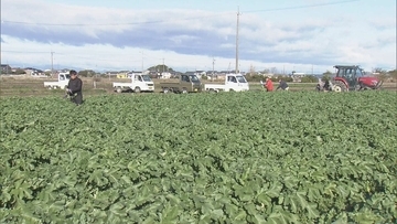 出汁が染み込みやすく煮崩れしにくい その名も“おでん大根” 収穫最盛期 ｢雨が良い感じに降り 最高に美味しい出来」 三重･伊勢市