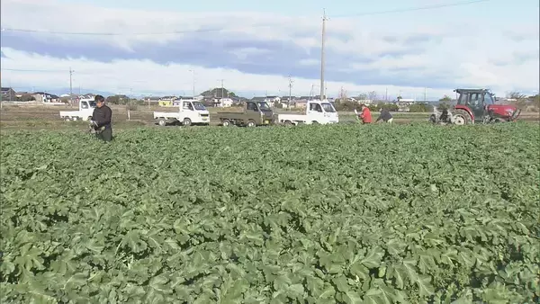 出汁が染み込みやすく煮崩れしにくい その名も“おでん大根” 収穫最盛期 ｢雨が良い感じに降り 最高に美味しい出来」 三重･伊勢市