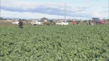 出汁が染み込みやすく煮崩れしにくい その名も“おでん大根” 収穫最盛期 ｢雨が良い感じに降り 最高に美味しい出来」 三重･伊勢市