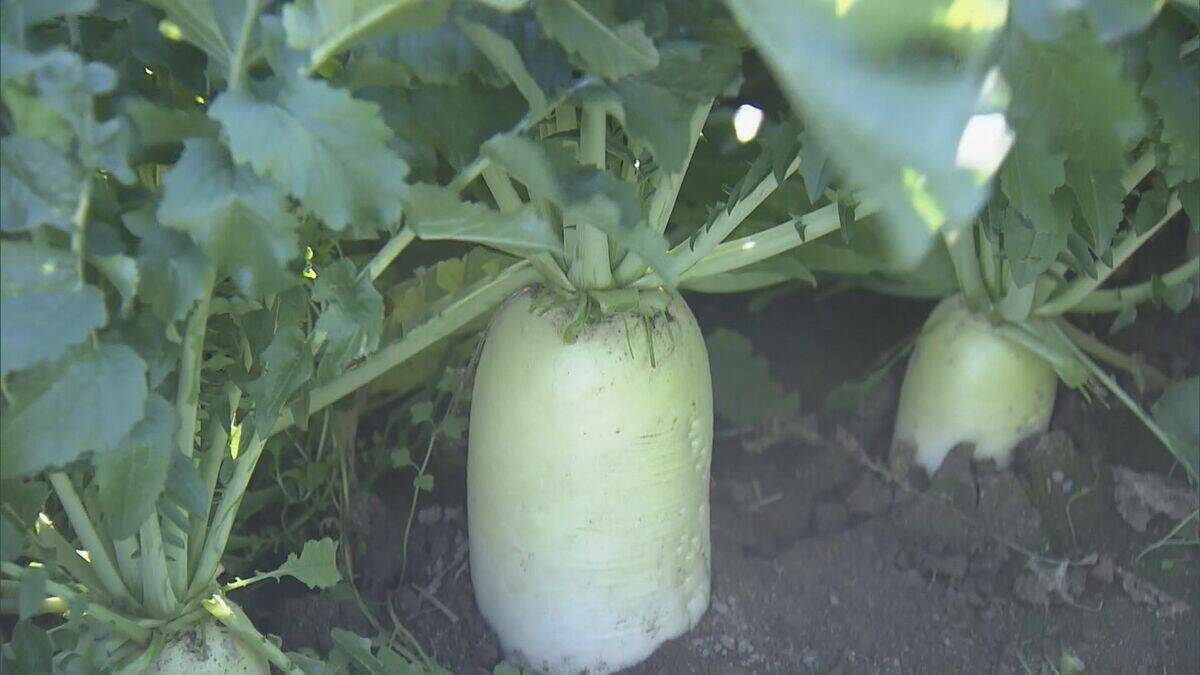 出汁が染み込みやすく煮崩れしにくい その名も“おでん大根” 収穫最盛期 ｢雨が良い感じに降り 最高に美味しい出来」 三重･伊勢市