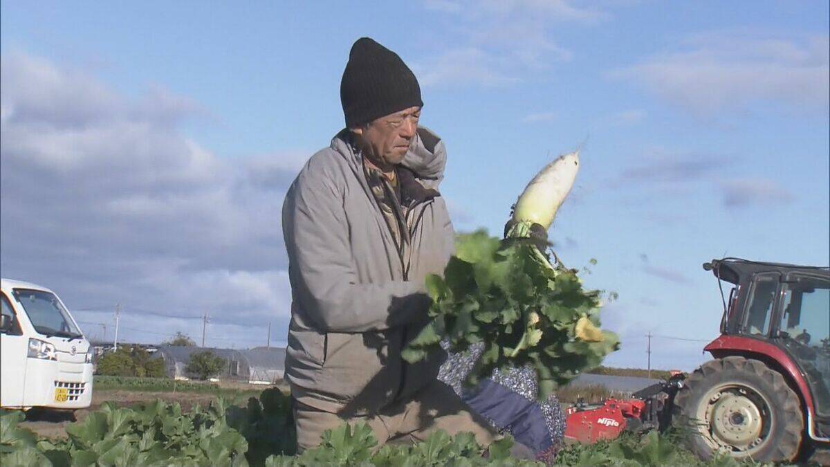 出汁が染み込みやすく煮崩れしにくい その名も“おでん大根” 収穫最盛期 ｢雨が良い感じに降り 最高に美味しい出来」 三重･伊勢市
