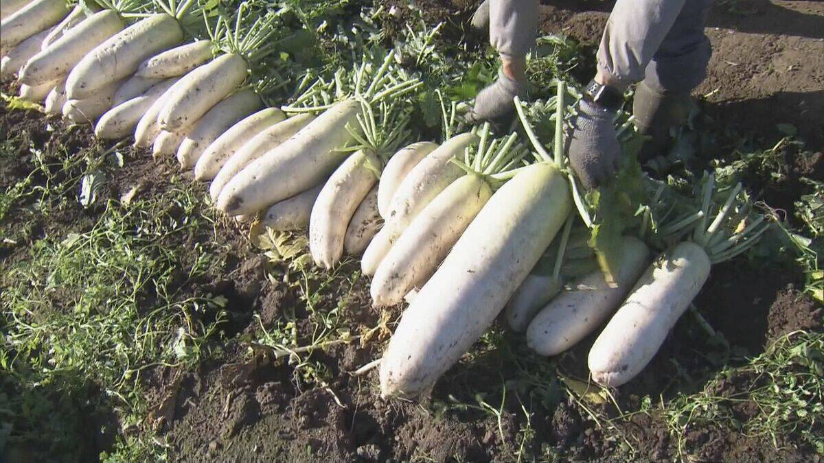出汁が染み込みやすく煮崩れしにくい その名も“おでん大根” 収穫最盛期 ｢雨が良い感じに降り 最高に美味しい出来」 三重･伊勢市