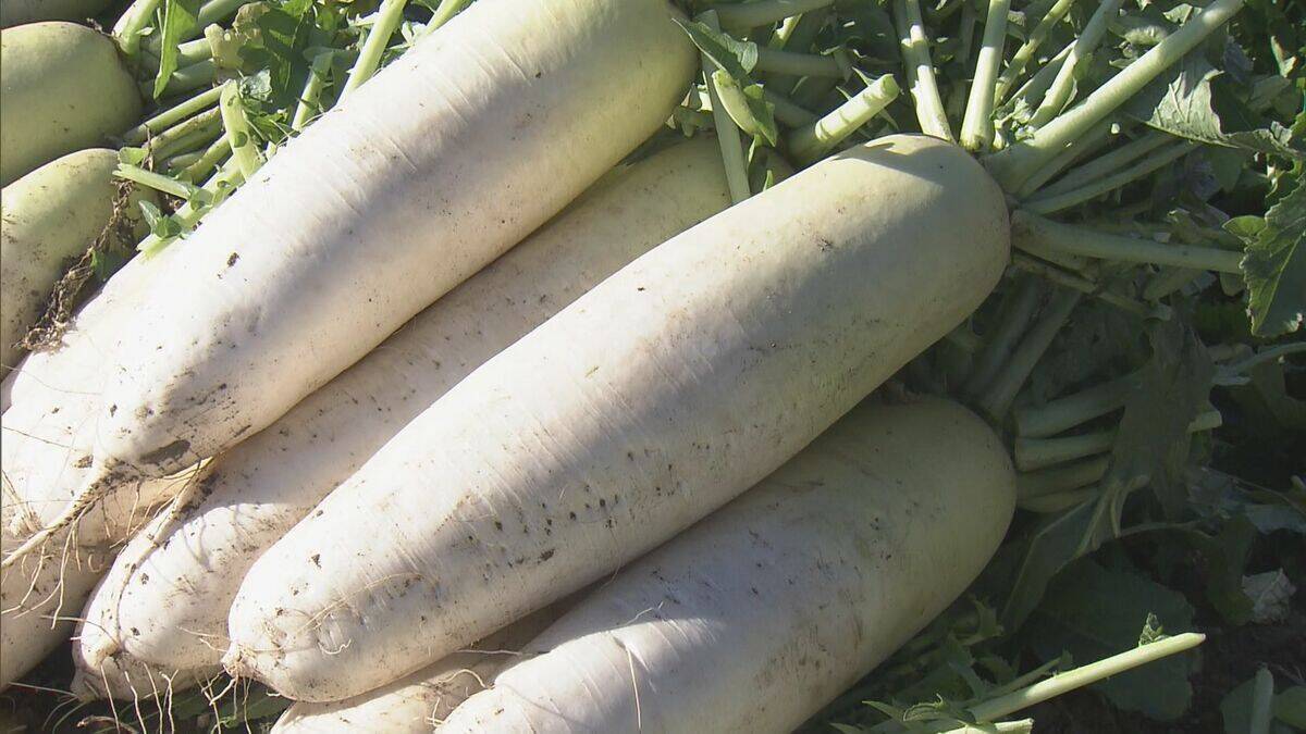出汁が染み込みやすく煮崩れしにくい その名も“おでん大根” 収穫最盛期 ｢雨が良い感じに降り 最高に美味しい出来」 三重･伊勢市