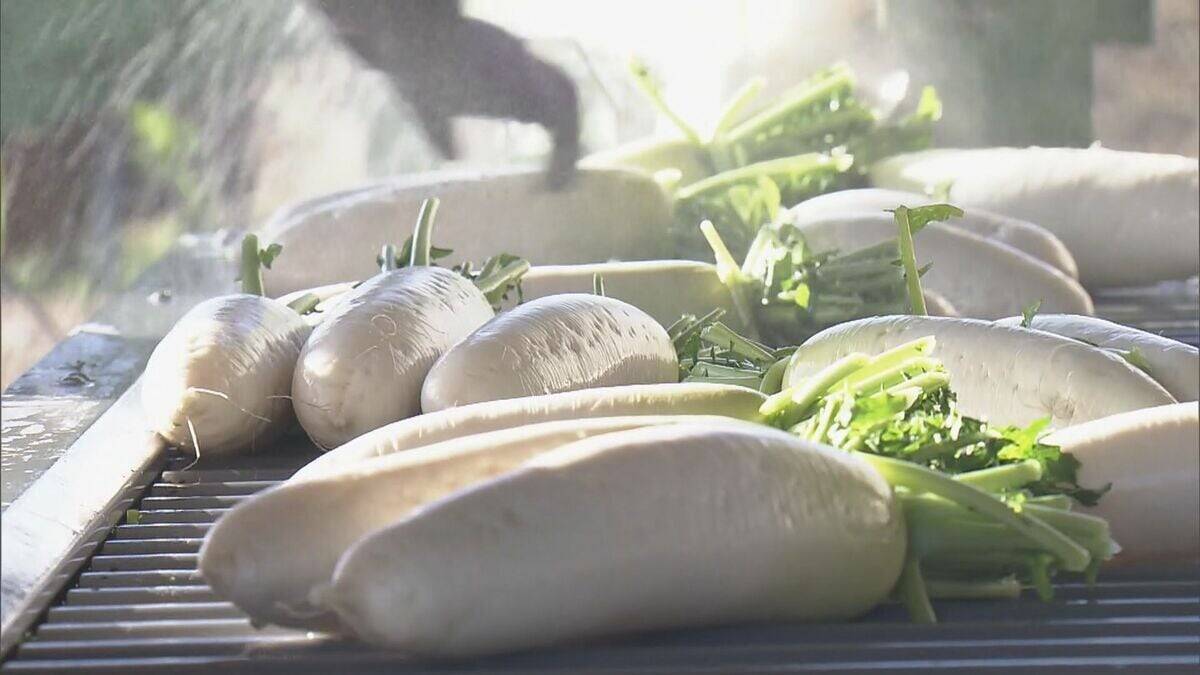 出汁が染み込みやすく煮崩れしにくい その名も“おでん大根” 収穫最盛期 ｢雨が良い感じに降り 最高に美味しい出来」 三重･伊勢市