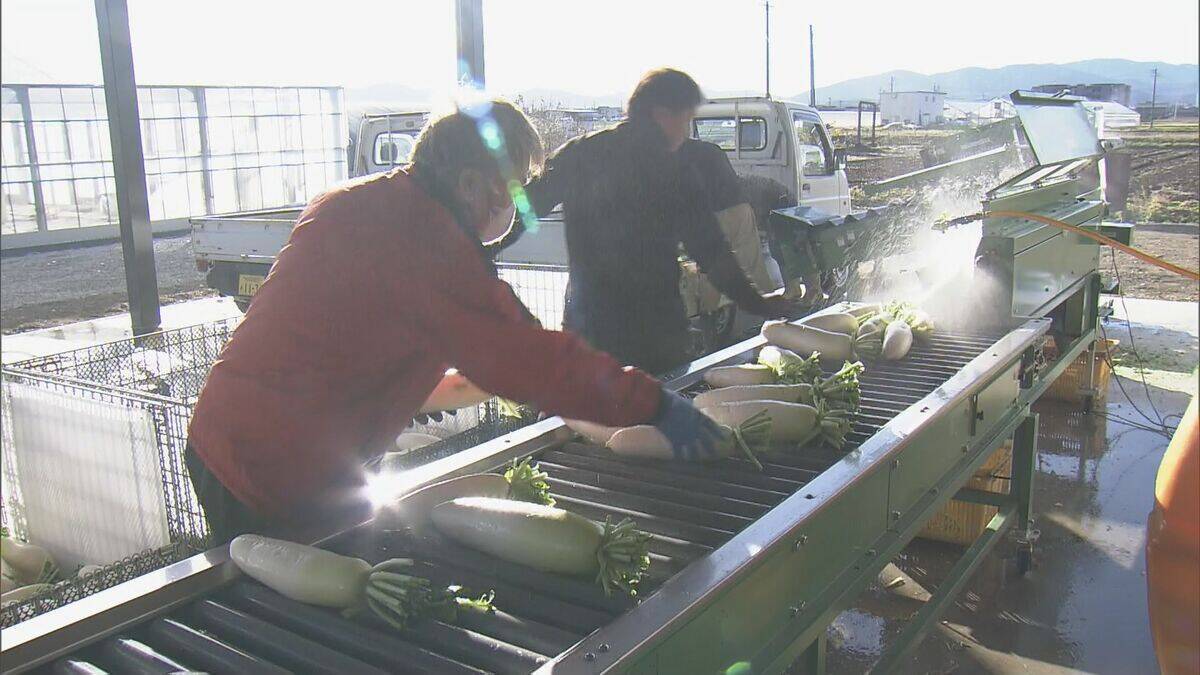 出汁が染み込みやすく煮崩れしにくい その名も“おでん大根” 収穫最盛期 ｢雨が良い感じに降り 最高に美味しい出来」 三重･伊勢市